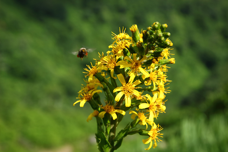 オタカラコウ （雄宝香）の写真