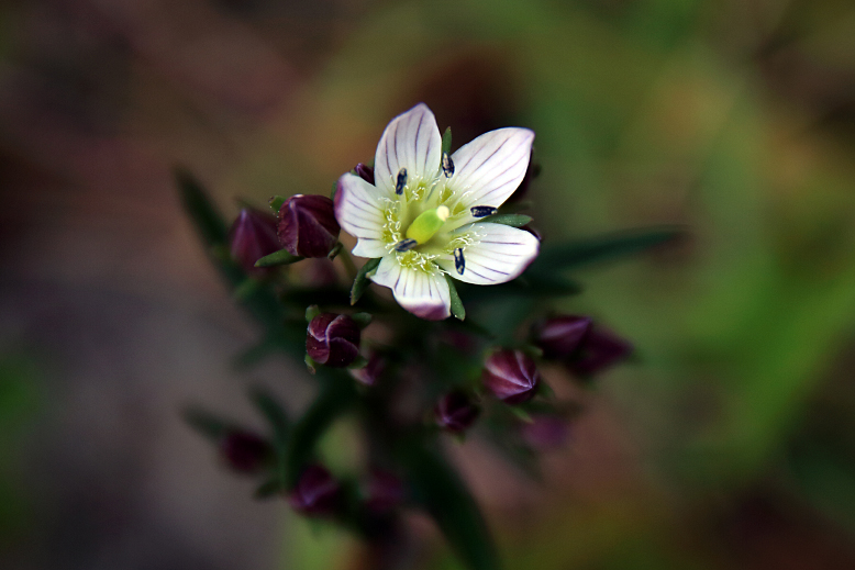 センブリ （千振）の写真