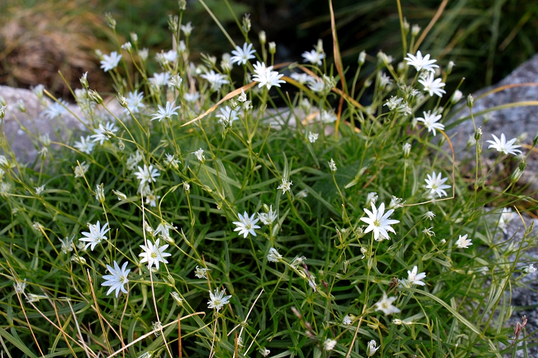 イワツメクサ （岩爪草）の写真