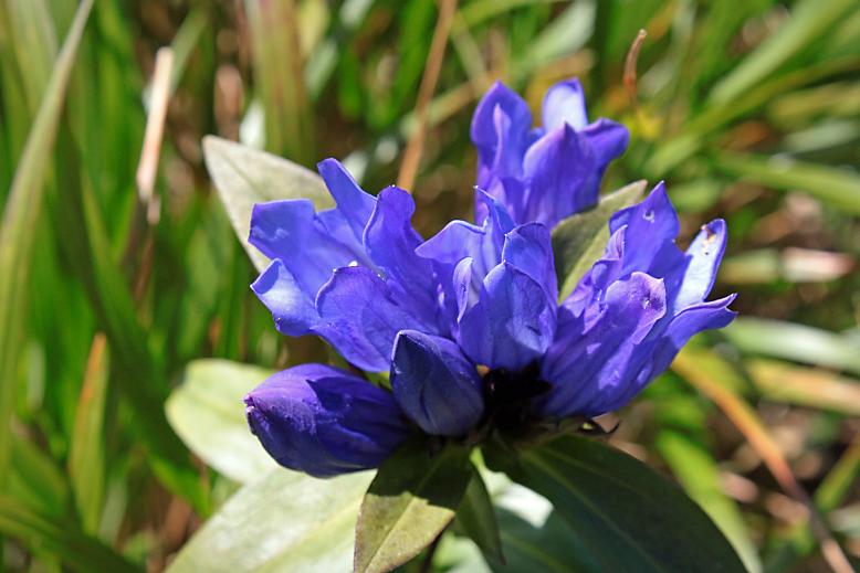 エゾオヤマリンドウ （蝦夷御山竜胆）の写真