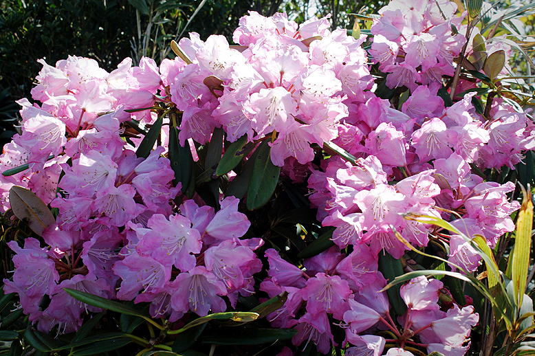 アズマシャクナゲ （東石楠花）の写真