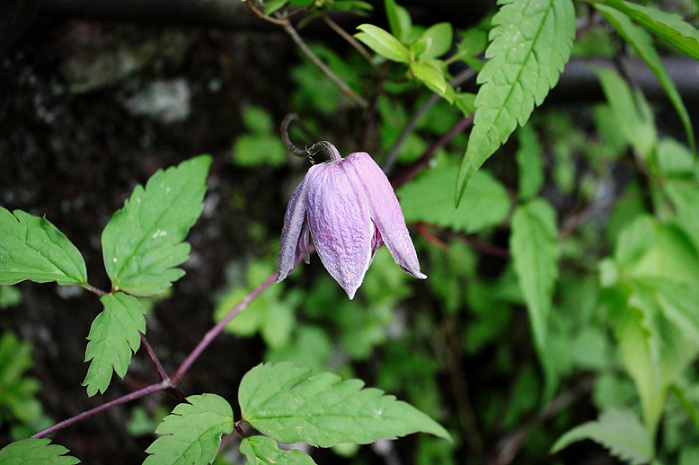 ミヤマハンショウヅル （深山半鐘蔓）の写真