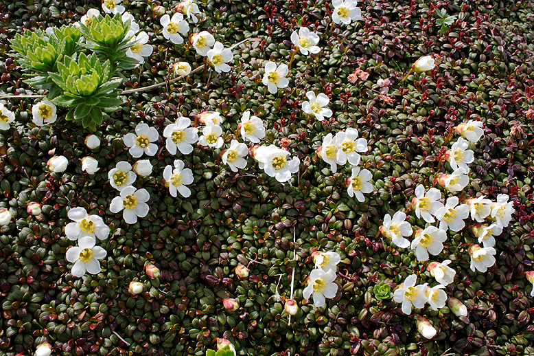 イワウメ （岩梅）の写真