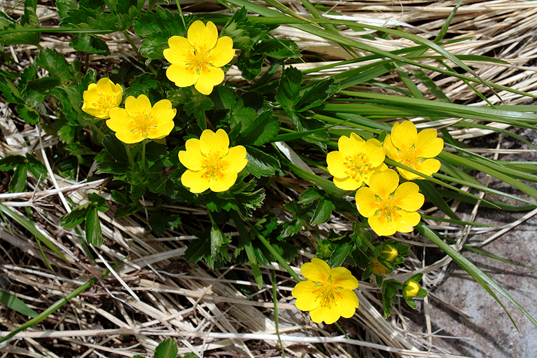 ミヤマキンバイ （深山金梅）の写真