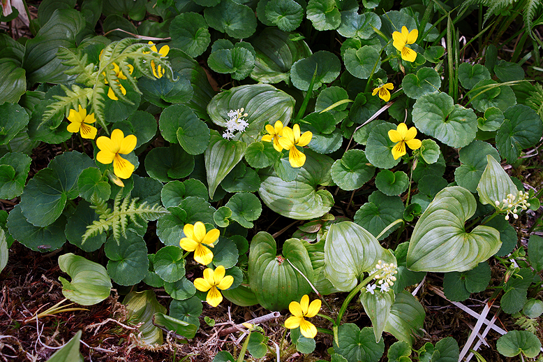 キバナノコマノツメ （黄花の駒の爪）の写真