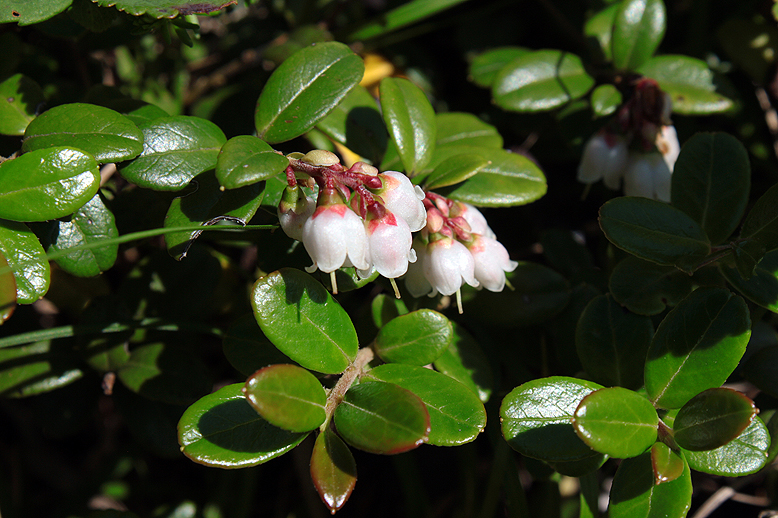 コケモモ （苔桃）の写真