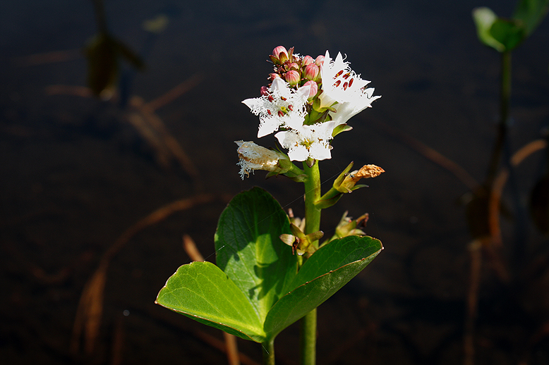 ミツガシワ （三槲）の写真