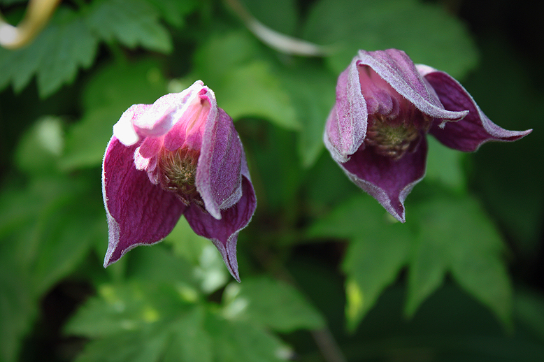 コミヤマハショウヅル （小深山半鐘蔓）の写真