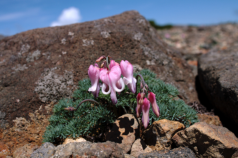 コマクサ （駒草）の写真