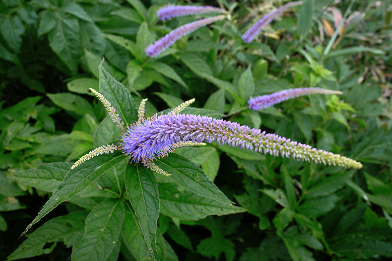 クガイソウ （九蓋草）の写真