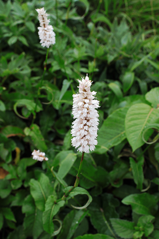 イブキトラノオ （伊吹虎の尾）の写真