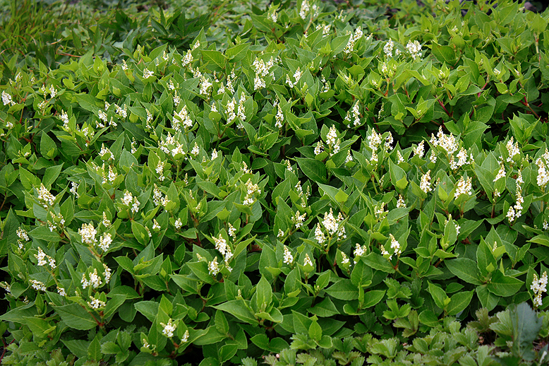 オヤマソバ （御山蕎麦）の写真