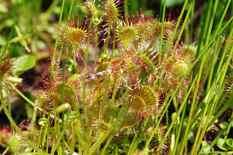 モウセンゴケ （毛氈苔）の写真