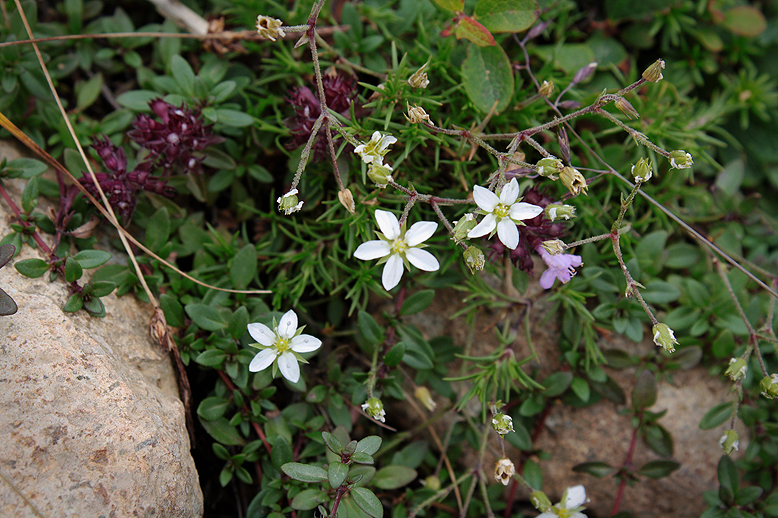 ホソバツメクサ （細葉爪草）の写真