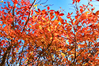 龍ヶ岳の紅葉(サラサドウダン)