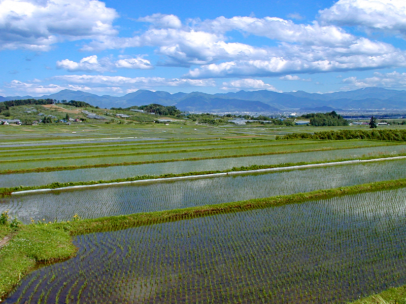 棚田