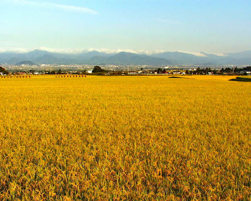棚田