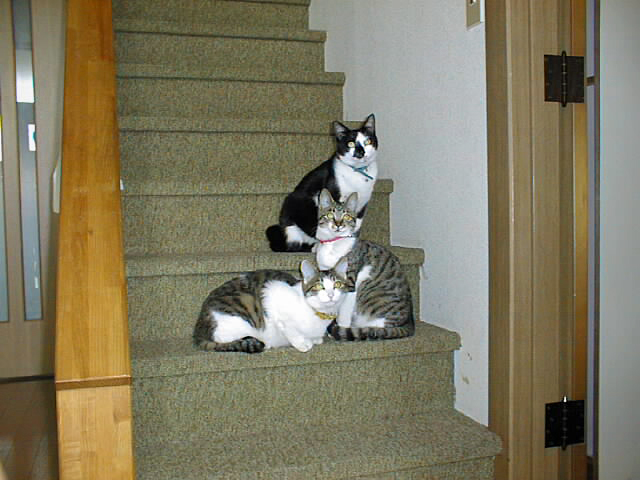 3匹になった猫