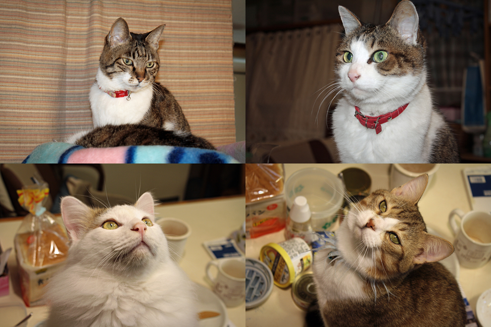 he Four Cat's II