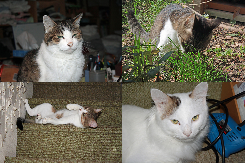he Four Cat's III