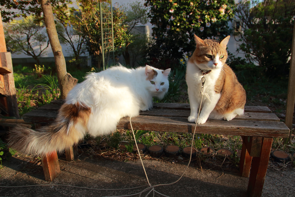 我が家の猫