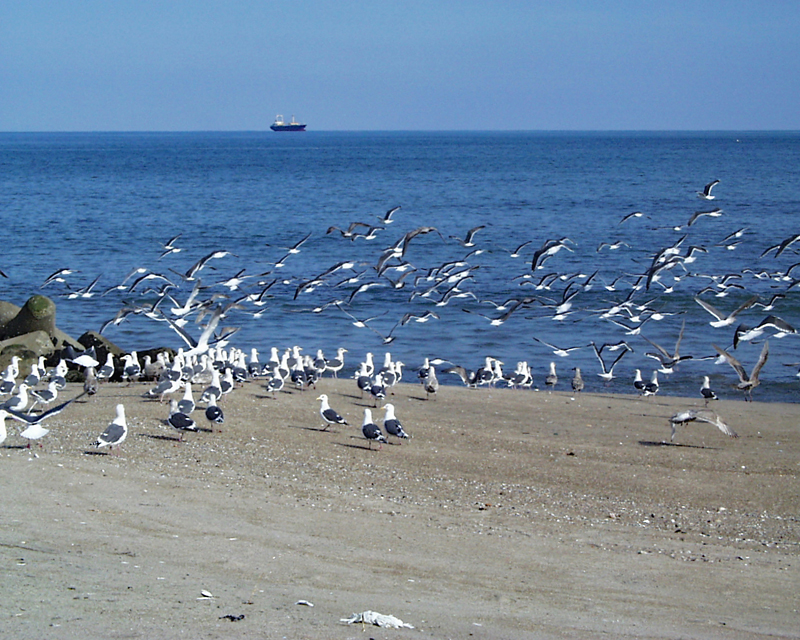 新地海岸