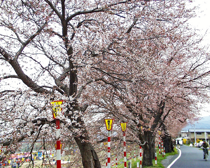 浪江町の桜