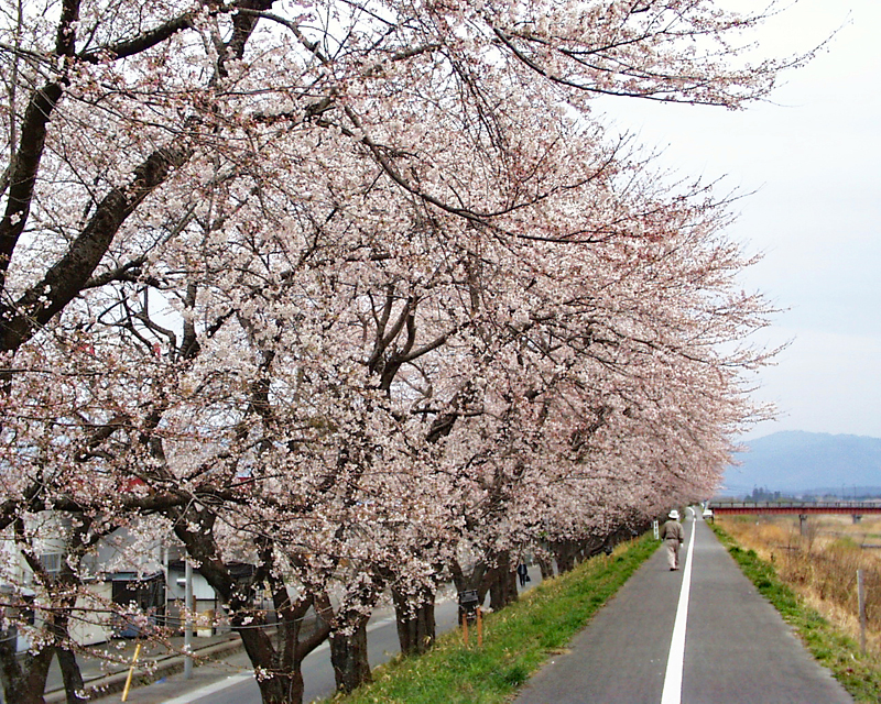 浪江町の桜