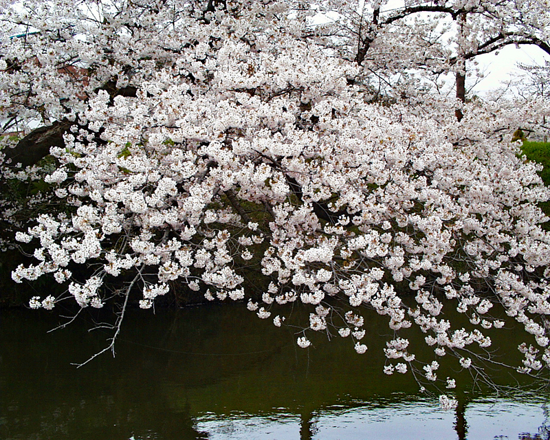 相馬中村神社の桜