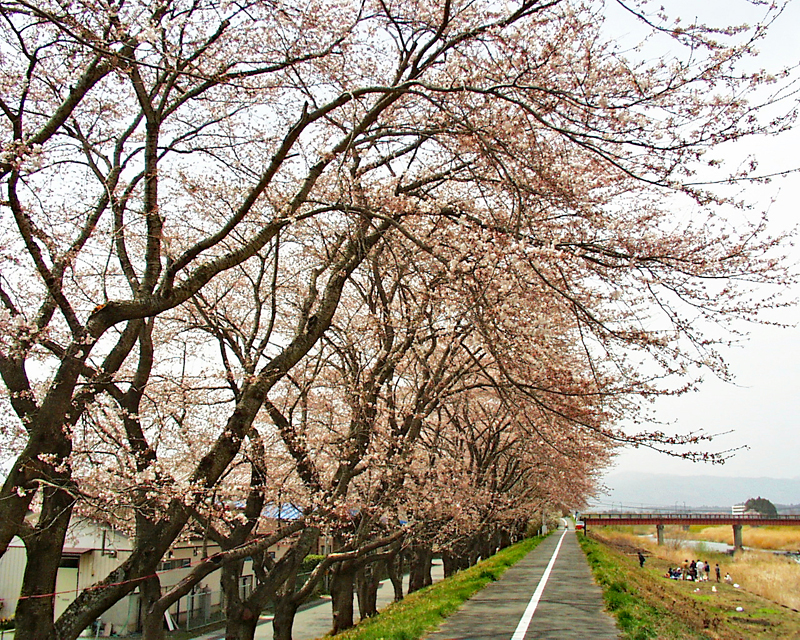 浪江町請戸川の桜