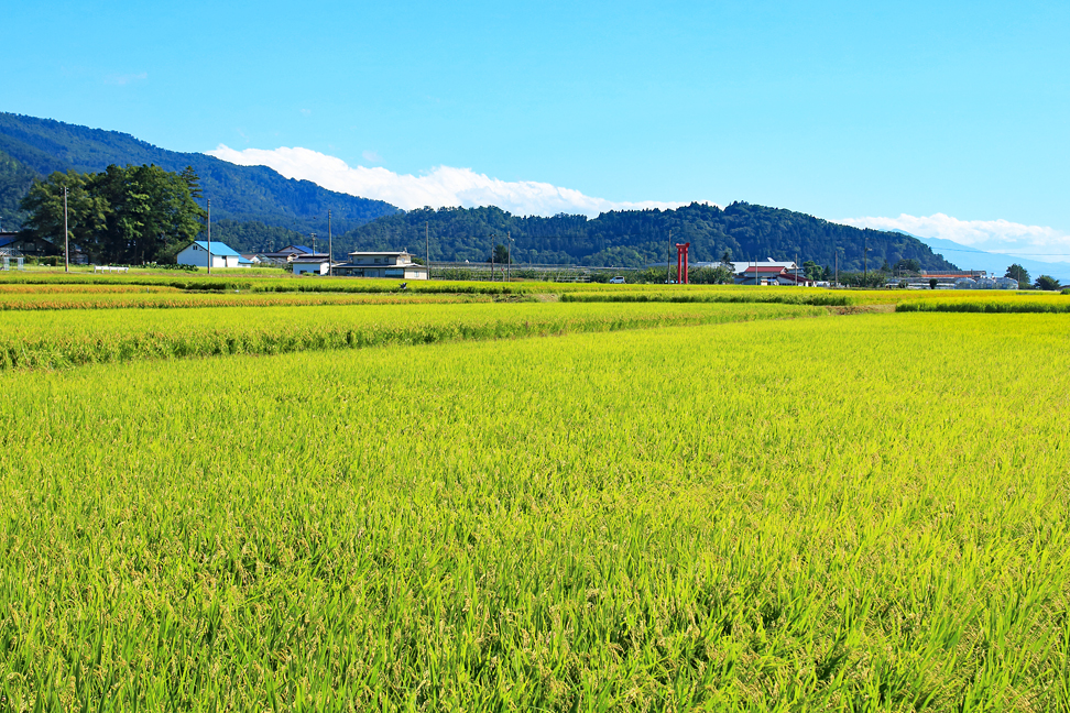 楯山