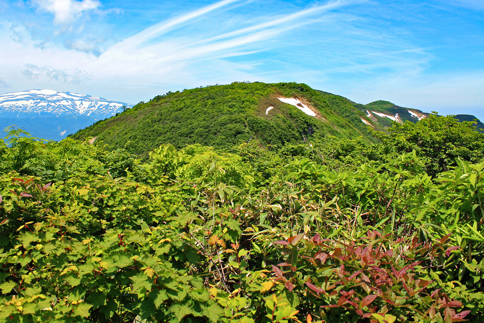 ［村山］葉山