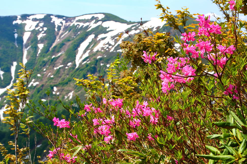 ［村山］葉山