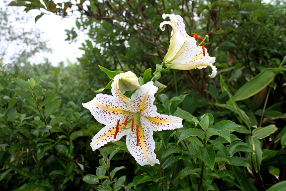 笹谷峠のヤマユリ