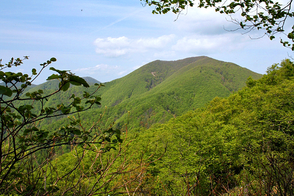 新緑の糸岳