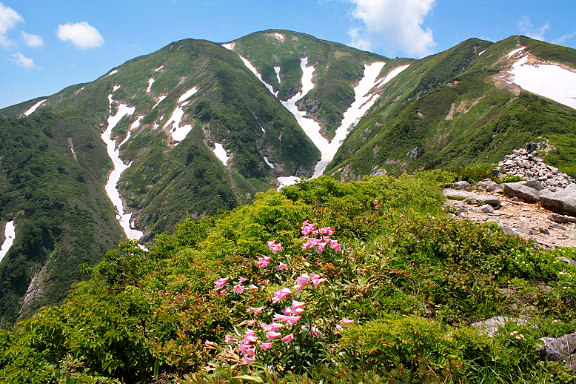ヒメサユリと大朝日岳