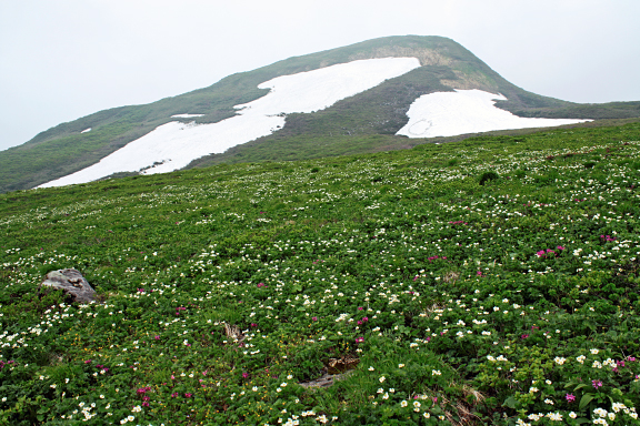 東焼石岳のお花畑