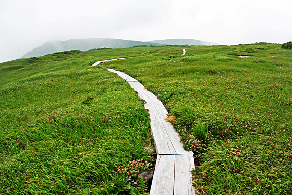 虎毛山の湿生草原