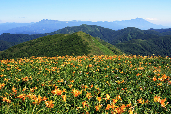 和賀岳山頂のニッコウキスゲ群落