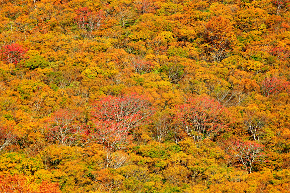 吹越山の紅葉