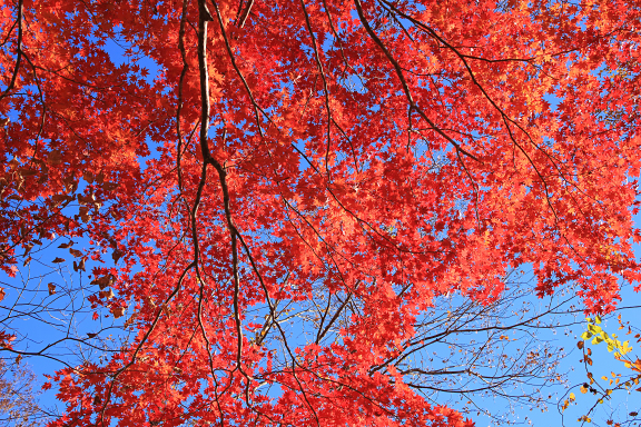 クラビ沢の紅葉
