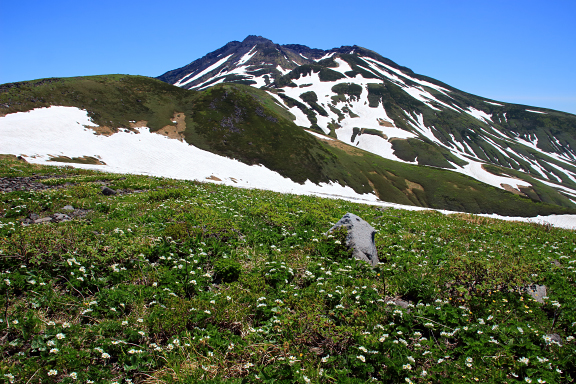 ハクサンイチゲと鳥海山
