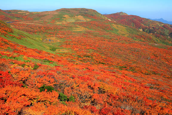 焼石岳の紅葉
