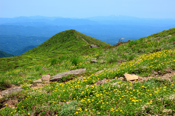 御所山山頂のお花畑