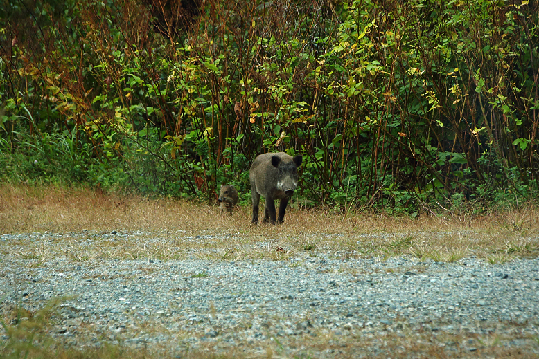 御所山（船形山）のイノシシ