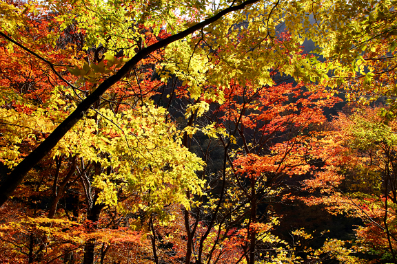 深山幽谷の紅葉