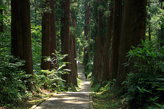 特別天然記念物 羽黒山の杉並木