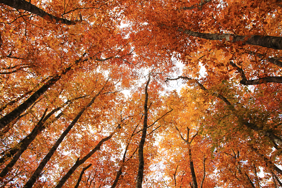 ブナ林の紅葉