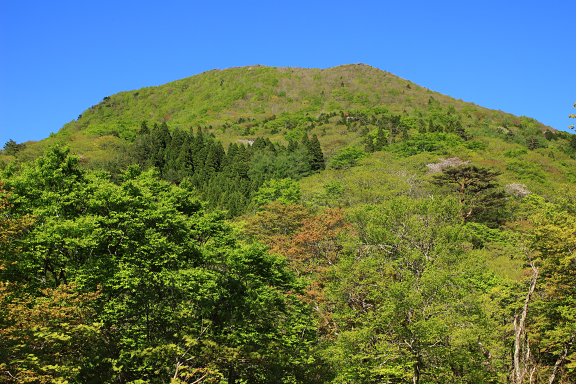 新緑の大関山