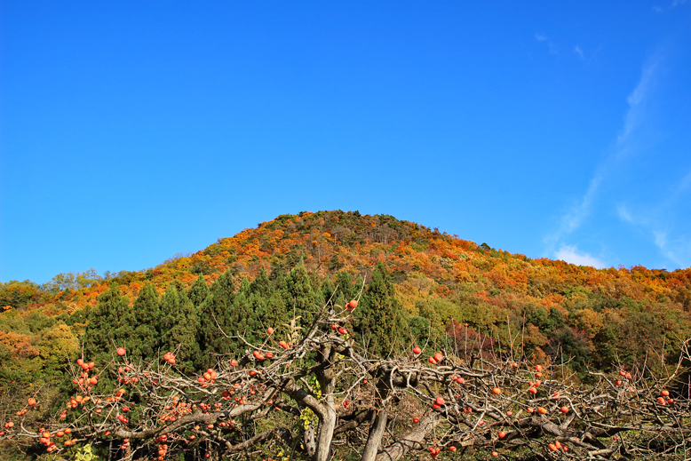 高楯地区里山